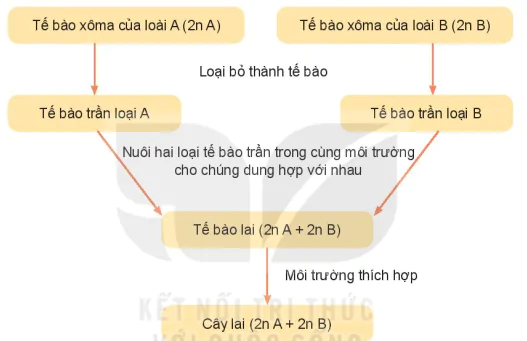 hinh-anh-bai-2-mot-so-ung-dung-cong-nghe-sinh-hoc-trong-chon-tao-giong-cay-trong-13341-3