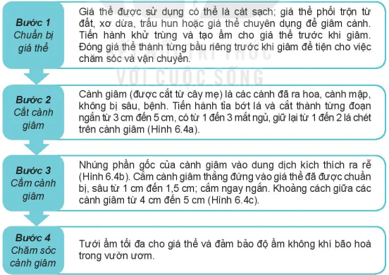 hinh-anh-bai-6-ki-thuat-trong-va-cham-soc-hoa-hong-13345-3