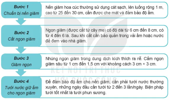 hinh-anh-bai-7-ki-thuat-trong-va-cham-soc-hoa-cuc-13346-2