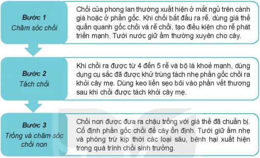 hinh-anh-bai-8-ki-thuat-trong-va-cham-soc-hoa-phong-lan-13347-3