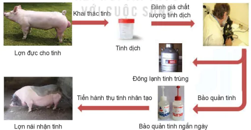 hinh-anh-bai-3-mot-so-ung-dung-pho-bien-cua-cong-nghe-sinh-hoc-trong-nhan-giong-vat-nuoi-13788-2