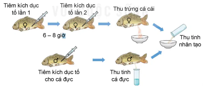 hinh-anh-bai-7-ung-dung-cong-nghe-sinh-hoc-trong-san-xuat-giong-thuy-san-13985-3