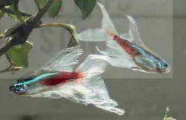 hinh-anh-bai-10-gioi-thieu-chung-ve-ca-canh-13988-3