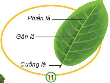 hinh-anh-bai-13-mot-so-bo-phan-cua-thuc-vat-7326-4