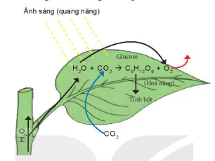 hinh-anh-bai-22-quang-hop-o-thuc-vat-8197-2