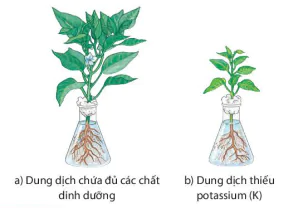 hinh-anh-bai-29-vai-tro-cua-nuoc-va-chat-dinh-duong-doi-voi-sinh-vat-8208-4