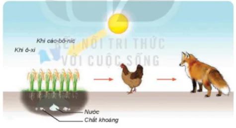 hinh-anh-bafi-30-vai-tro-cua-thuc-vat-trong-chuoi-thuc-an-8262-4