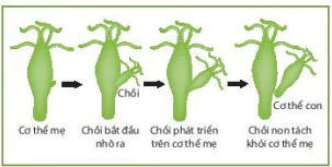 hinh-anh-bai-39-sinh-san-vo-tinh-o-sinh-vat-9038-4