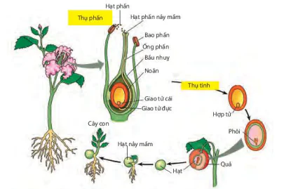 hinh-anh-bai-40-sinh-san-huu-tinh-o-sinh-vat-9046-4