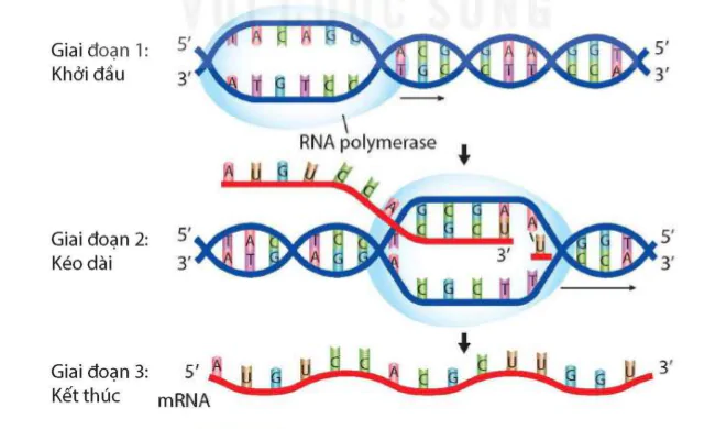 hinh-anh-bai-39-tai-ban-dna-va-phien-ma-tao-rna-9496-4