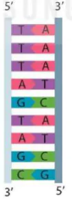 hinh-anh-bai-41-dot-bien-gene-9498-4