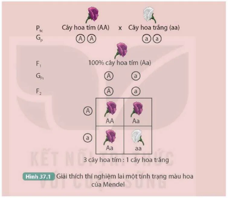 hinh-anh-bai-37-cac-quy-luat-di-truyen-cua-mendel-9531-4