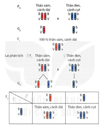 hinh-anh-bai-45-di-truyen-lien-ket-9517-11