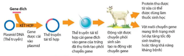 hinh-anh-bai-48-ung-dung-cong-nghe-di-truyen-vao-doi-song-9558-4