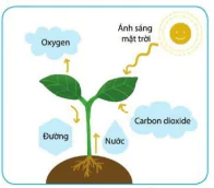 hinh-anh-bai-7-oxygen-va-khong-khi-10260-5