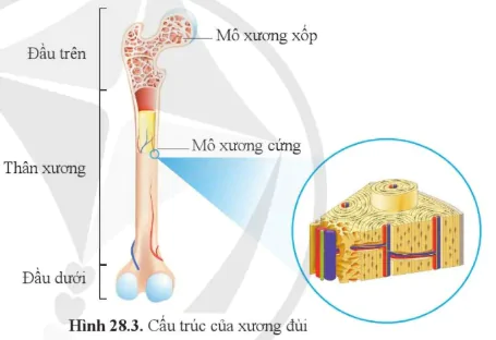 hinh-anh-bai-28-he-van-dong-o-nguoi-10852-5