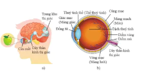 hinh-anh-bai-34-he-than-kinh-va-cac-giac-quan-o-nguoi-10910-8