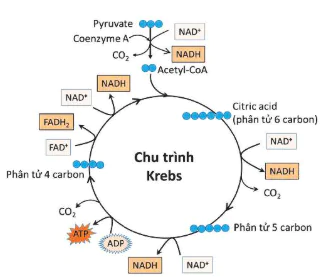 hinh-anh-bai-14-phan-giai-va-tong-hop-cac-chat-trong-te-bao-12835-15