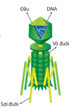 hinh-anh-bai-24-khai-quat-ve-virus-12878-3