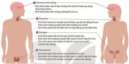 hinh-anh-bai-22-sinh-truong-va-phat-trien-o-dong-vat-12891-4