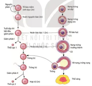 hinh-anh-bai-27-sinh-san-o-dong-vat-12898-4
