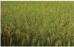 hinh-anh-bai-12-mot-so-phuong-phap-chon-tao-giong-cay-trong-13270-13