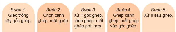 hinh-anh-bai-13-nhan-giong-cay-trong-13272-6
