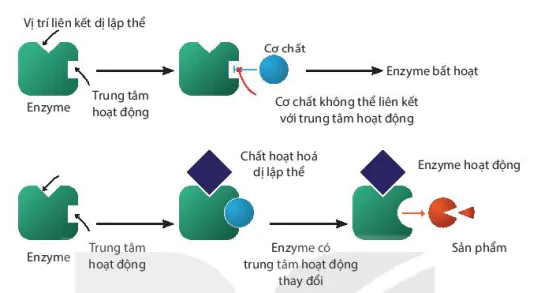 hinh-anh-bai-5-khai-quat-ve-cong-nghe-enzyme-13226-4