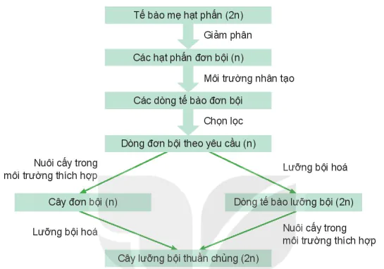 hinh-anh-bai-2-mot-so-ung-dung-cong-nghe-sinh-hoc-trong-chon-tao-giong-cay-trong-13341-4