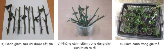 hinh-anh-bai-6-ki-thuat-trong-va-cham-soc-hoa-hong-13345-4