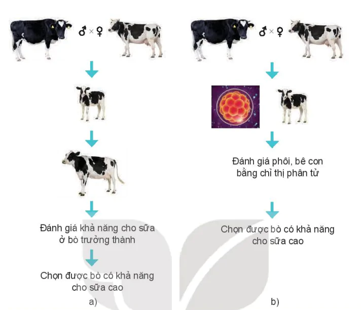 hinh-anh-bai-2-mot-so-ung-dung-pho-bien-cua-cong-nghe-sinh-hoc-trong-chon-tao-giong-vat-nuoi-13787-3