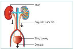 hinh-anh-bai-31-trao-doi-nuoc-va-chat-dinh-duong-o-dong-vat-8214-4