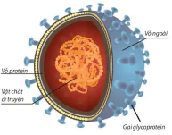 hinh-anh-bai-29-virus-7936-3