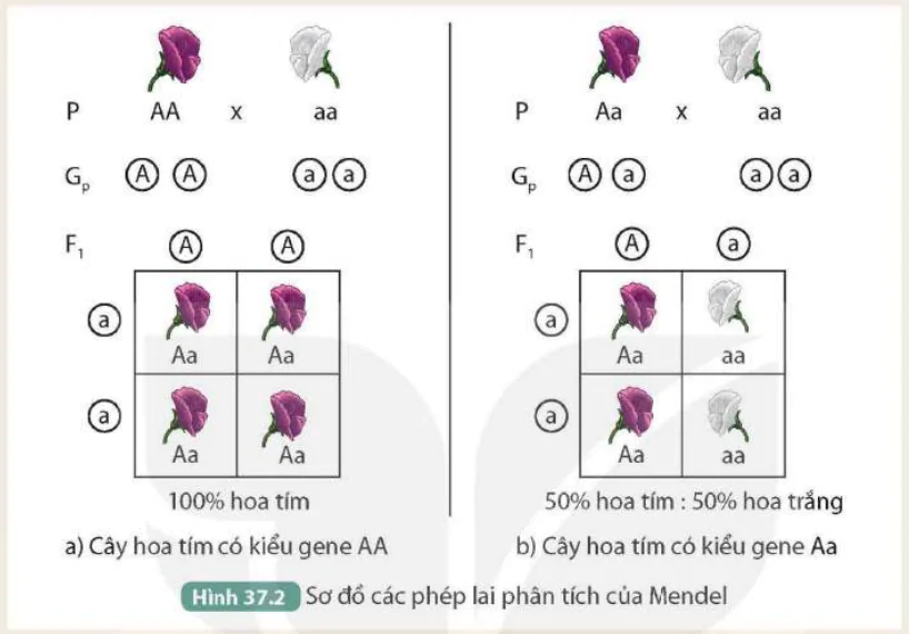 hinh-anh-bai-37-cac-quy-luat-di-truyen-cua-mendel-9531-5