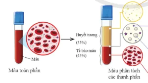 hinh-anh-bai-30-mau-va-he-tuan-hoan-o-nguoi-10860-2