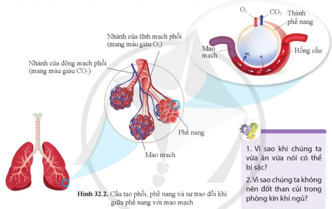 hinh-anh-bai-32-he-ho-hap-o-nguoi-10867-10