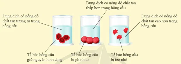 hinh-anh-bai-33-moi-truong-trong-co-the-va-he-bai-tiet-o-nguoi-10907-5