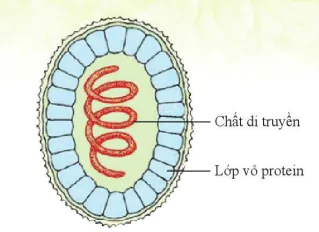 hinh-anh-bai-16-virus-va-vi-khuan-10931-4