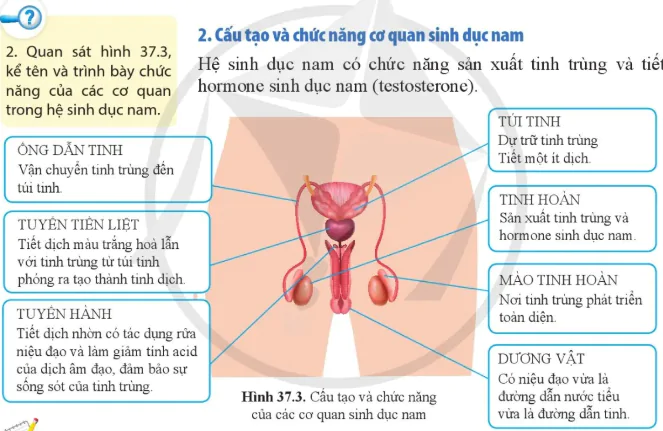 hinh-anh-bai-37-sinh-san-o-nguoi-10956-5