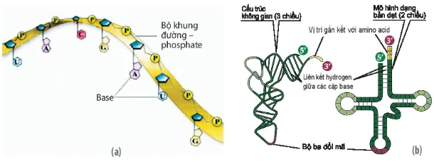 hinh-anh-bai-5-cac-phan-tu-sinh-hoc-12804-26