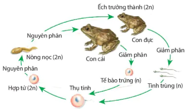 hinh-anh-bai-17-giam-phan-12853-3