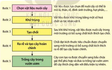 hinh-anh-bai-25-sinh-san-o-thuc-vat-12894-5
