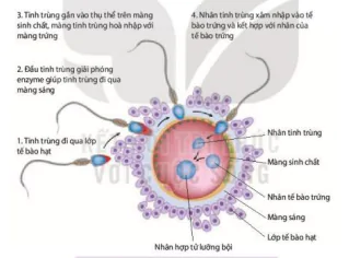 hinh-anh-bai-27-sinh-san-o-dong-vat-12898-5