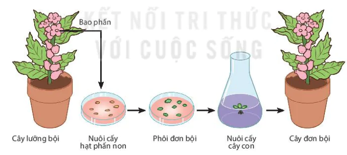 hinh-anh-bai-1-cong-nghe-te-bao-thuc-vat-va-thanh-tuu-13222-5