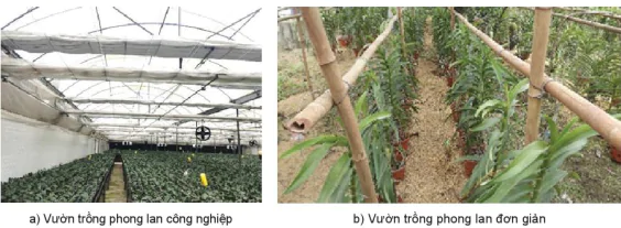 hinh-anh-bai-8-ki-thuat-trong-va-cham-soc-hoa-phong-lan-13347-5