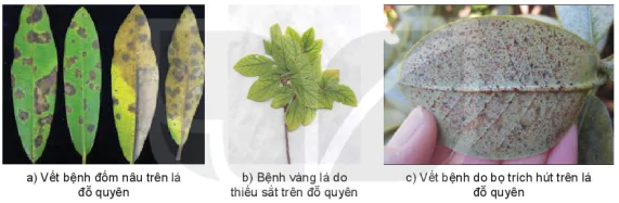 hinh-anh-bai-9-ki-thuat-trong-do-quyen-13348-4