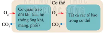 hinh-anh-bai-28-trao-doi-khi-o-sinh-vat-8207-6