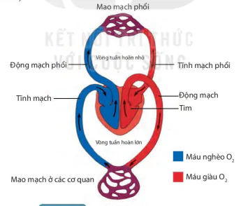 hinh-anh-bai-31-trao-doi-nuoc-va-chat-dinh-duong-o-dong-vat-8214-5