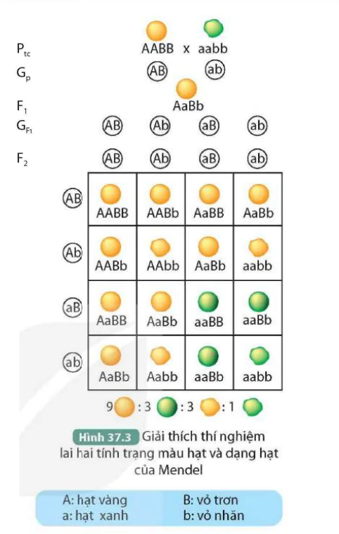 hinh-anh-bai-37-cac-quy-luat-di-truyen-cua-mendel-9531-6