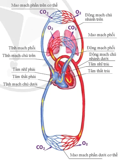 hinh-anh-bai-30-mau-va-he-tuan-hoan-o-nguoi-10860-17